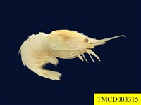 藏品(林氏異腕蝦)的圖片